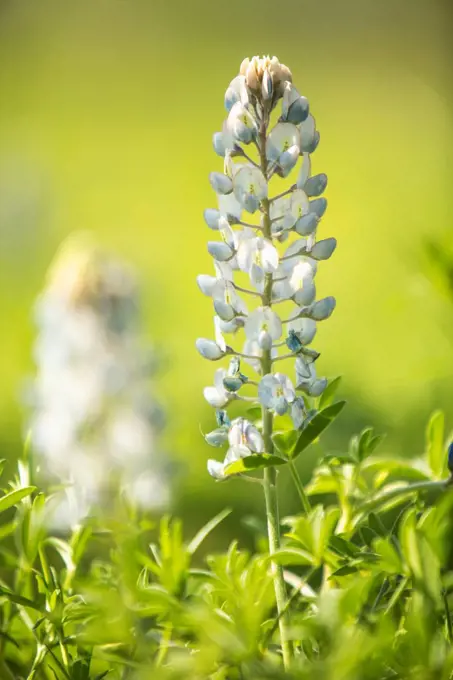 White Texas bluebonnet