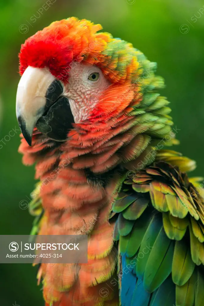 Scarlet Macaw (Ara macao) is large, colorful macaw