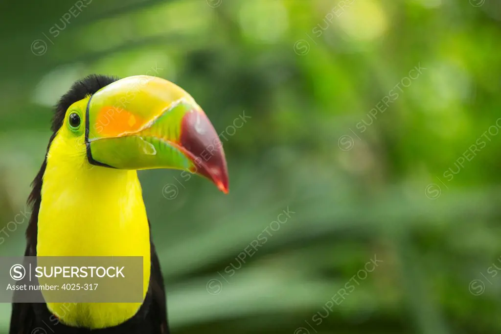 Keel-billed Toucan