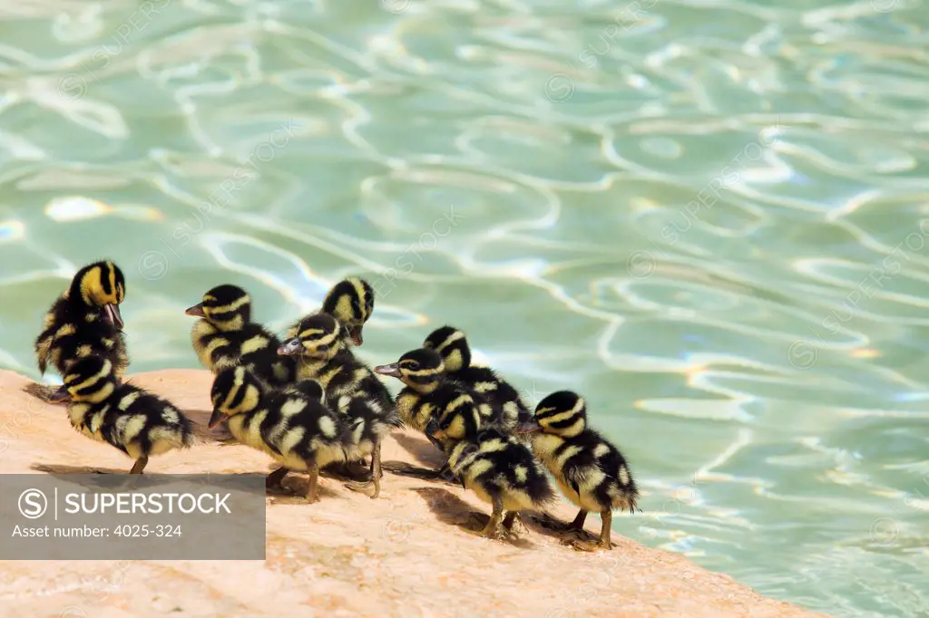 Mexico, Quintana Roo, Playa del Carmen, Newly hatched white-winged whistling ducklings