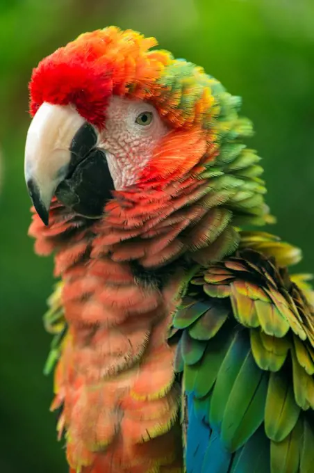 Scarlet Macaw (Ara macao) is large, colorful macaw