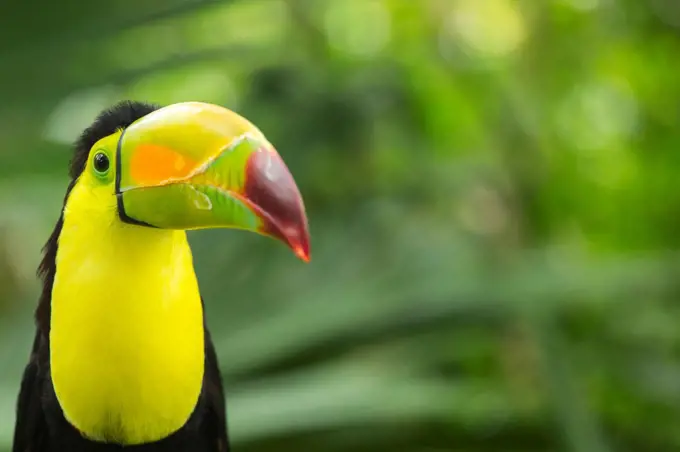 Keel-billed Toucan