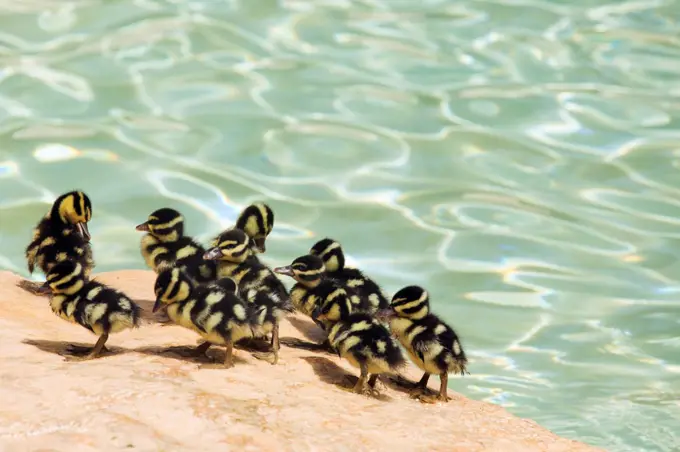 Mexico, Quintana Roo, Playa del Carmen, Newly hatched white-winged whistling ducklings