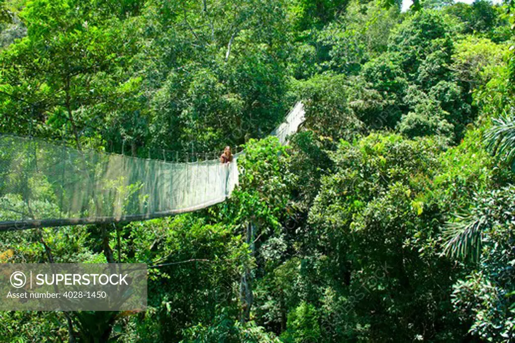 Woman on a canopy walkway above the Amazon Jungle of Brazil or Peru, South America