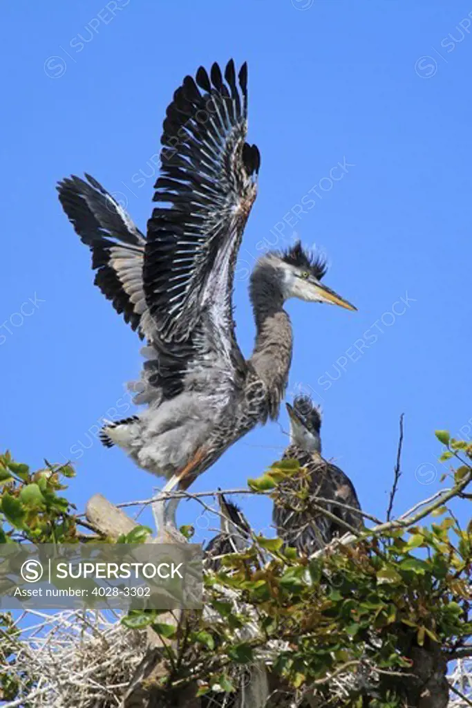 Sunset Aquatic Regional Park, Seal Beach, California, USA, Great Blue Heron (Ardea Herodias) chicks test their wing strength from their nest