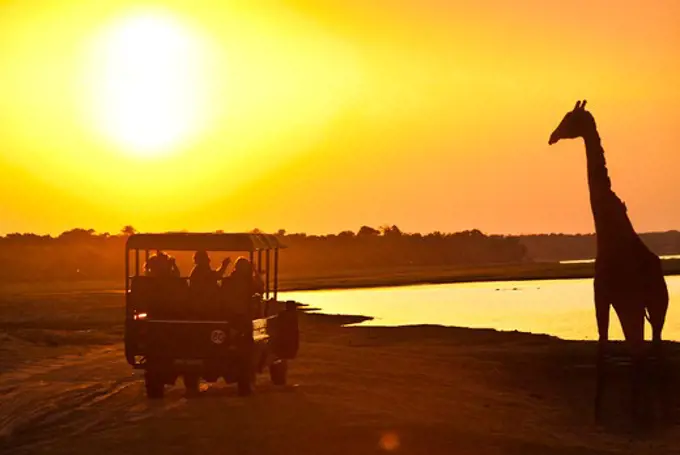 Silhouette of tourists in a safari jeep as they watch a Giraffe (Giraffa camelopardalis) along the Chobe River delta in Chobe National Park, Botswana, Africa