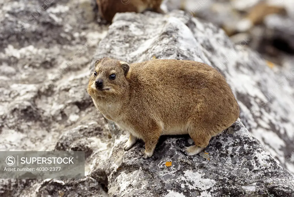 Dassie, Table Mountain, Cape Town, South Africa