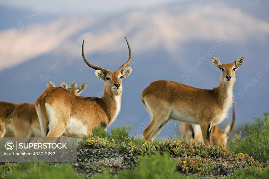 Inverdoon Game Reserve, Karoo, South Africa