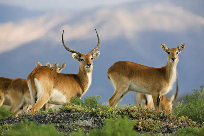 Inverdoon Game Reserve, Karoo, South Africa