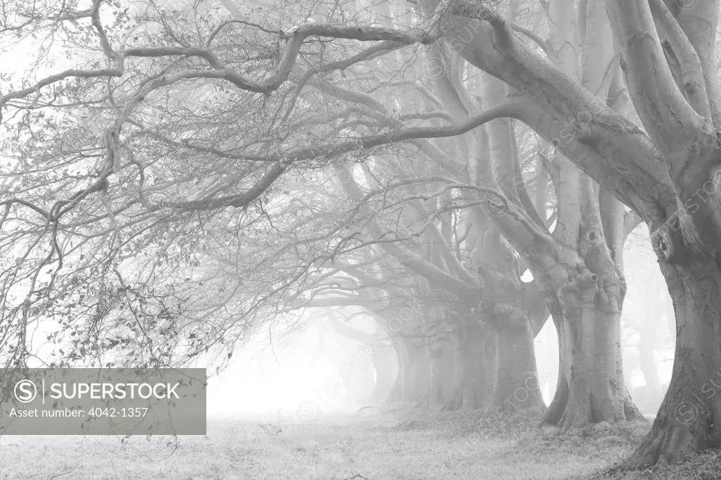 England, Dorset, Kingston Lacy, Beech avenue, Row of trees