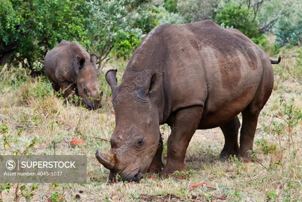 Kenya, Masai Mara National Reserve, White rhinoceros (rhino) (Ceratotherium simum) on field