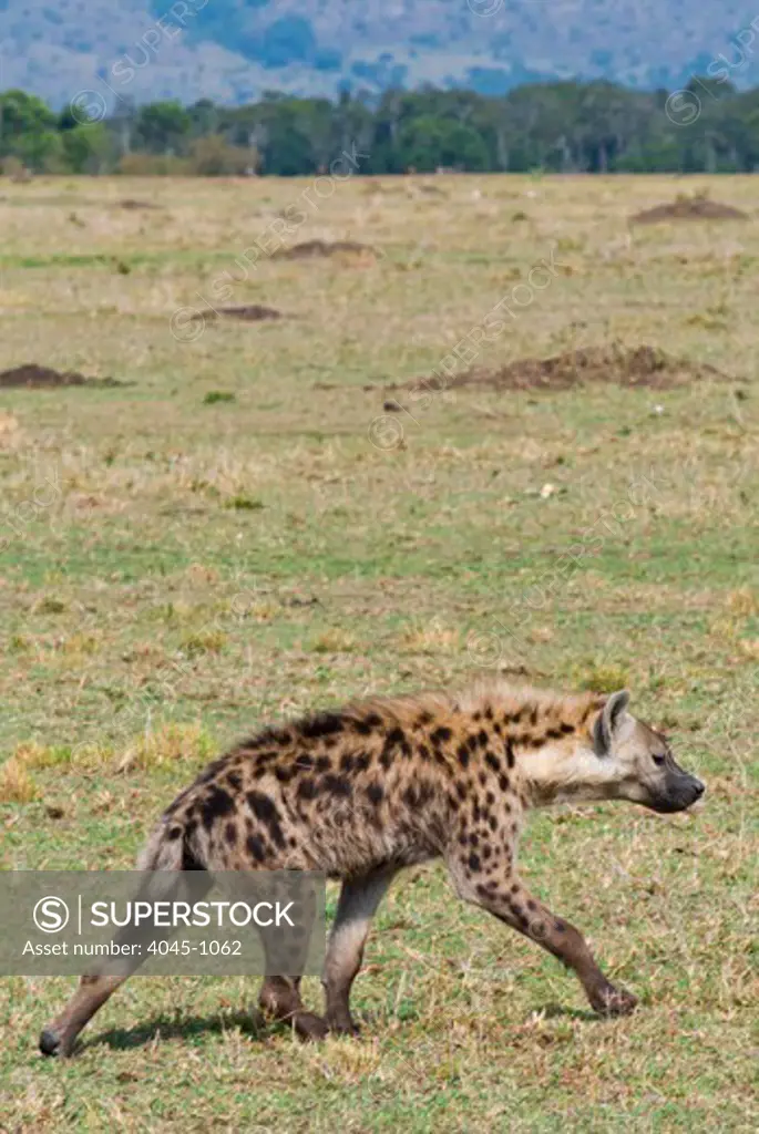 Kenya, Masai Mara National Reserve, Landscape with Spotted hyena (spotted hyaena) (Crocuta crocuta)