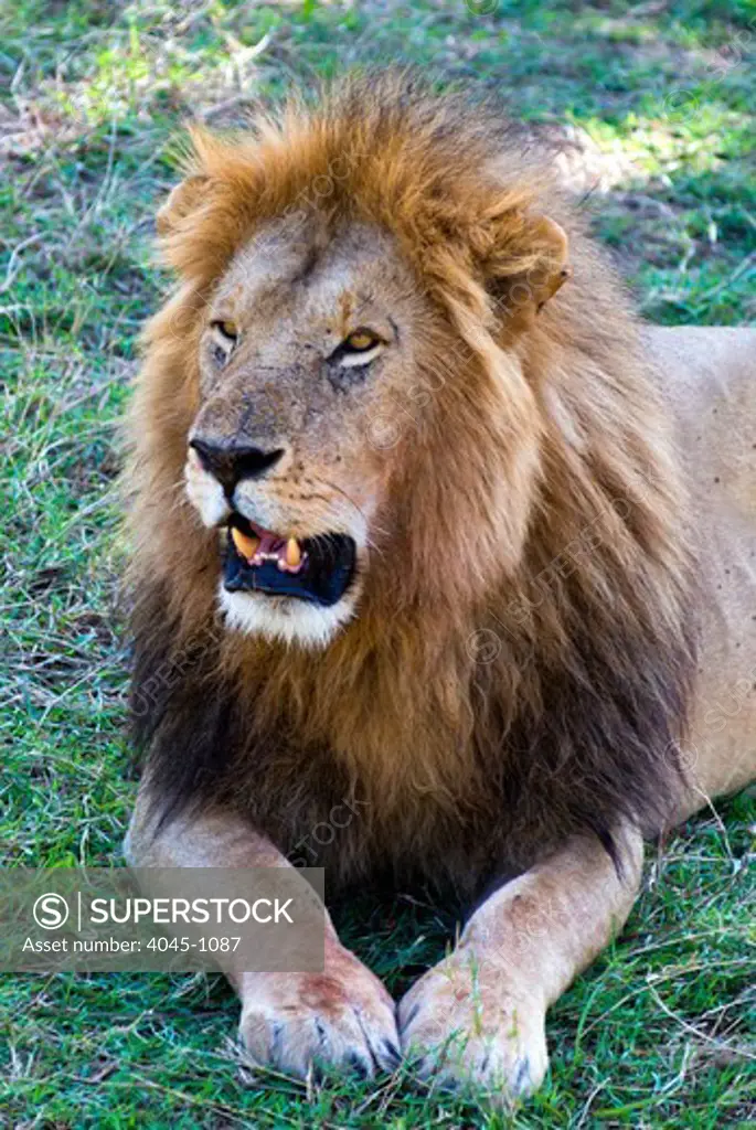 Kenya, Masai Mara National Reserve, Close-up of Lion (Panthera leo)