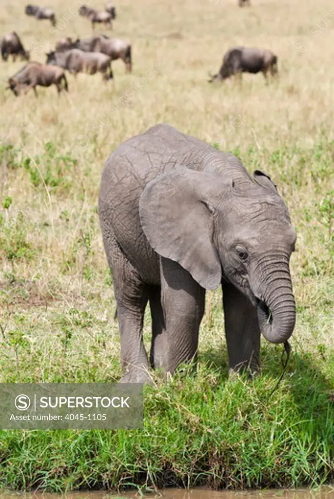 Kenya, Masai Mara National Reserve, Front view of young African elephant (Loxodonta africana)