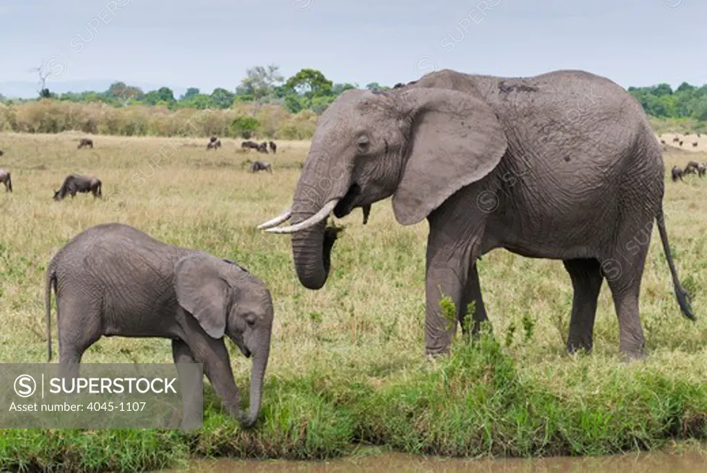 Kenya, Masai Mara National Reserve, Side view of African elephant (Loxodonta africana) and baby elephant