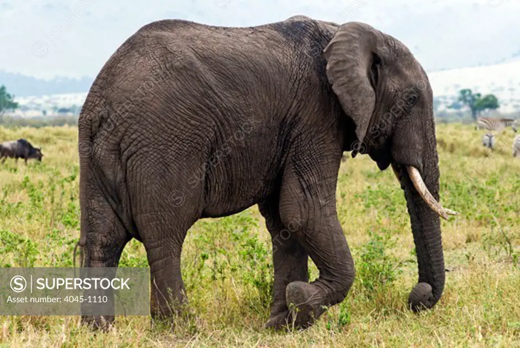 Kenya, Masai Mara National Reserve, Side view of African elephant (Loxodonta africana)