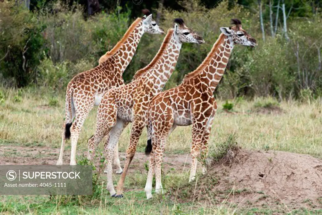 Kenya, Masai Mara National Reserve, Three young Giraffes (Giraffa camelopardalis) standing on field