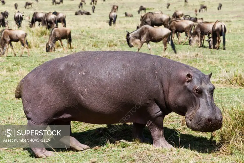 Kenya, Masai Mara National Reserve, Side view of Hippopotamus (Hippopotamus amphibius)