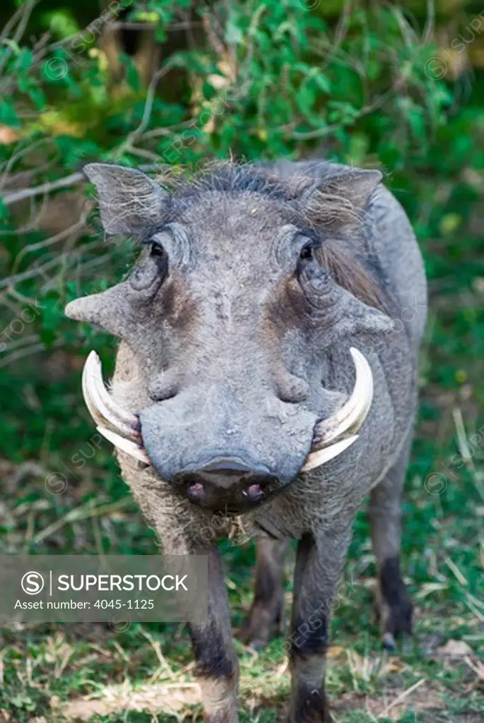 Kenya, Masai Mara National Reserve, Front view of Warthog (Phacochoerus aethiopicus)