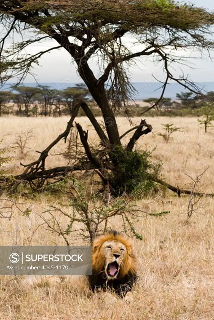 Kenya, Masai Mara National Reserve, Lion (Panthera leo) lying on field