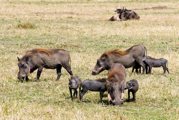 Kenya, Masai Mara National Reserve, View of Warthogs (Phacochoerus aethiopicus) on field