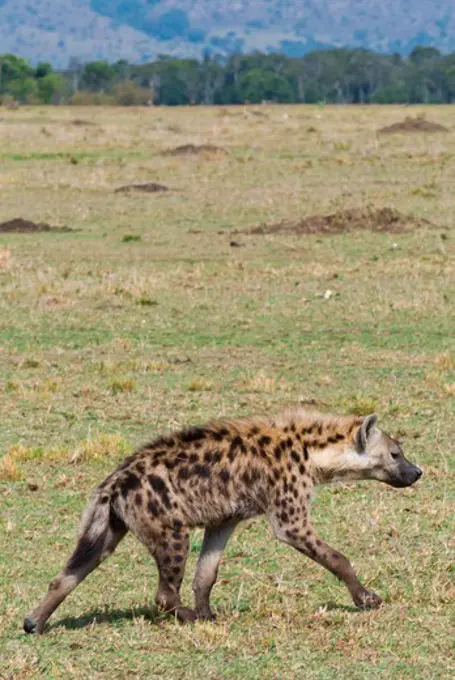 Kenya, Masai Mara National Reserve, Landscape with Spotted hyena (spotted hyaena) (Crocuta crocuta)