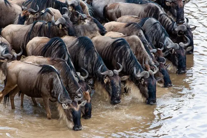 Kenya, Masai Mara National Reserve, Herd of blue wildebeest (brindled gnu) (Connochaetes taurinus) drinking at Mara River