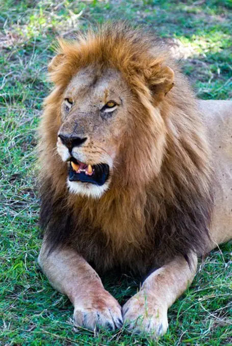 Kenya, Masai Mara National Reserve, Close-up of Lion (Panthera leo)