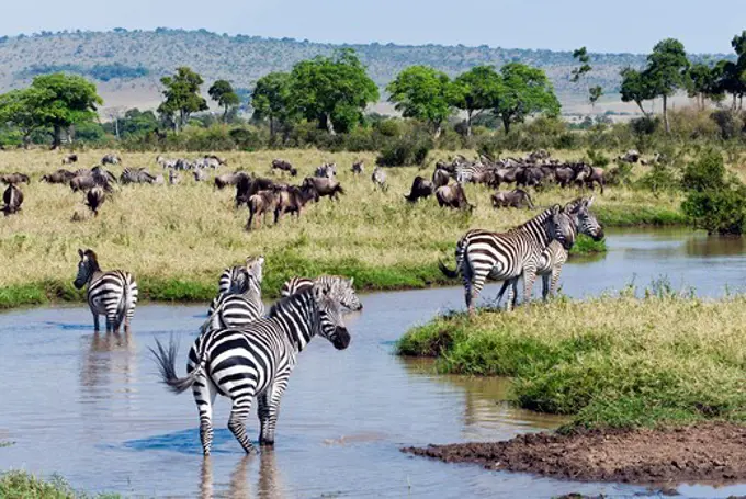 Kenya, Masai Mara National Reserve, Landscape with Common zebra (Burchell's zebra) (Equus burchelli) and Wildebeest (Connochaetes taurinus)