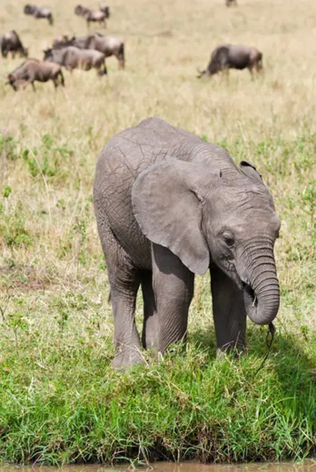 Kenya, Masai Mara National Reserve, Front view of young African elephant (Loxodonta africana)