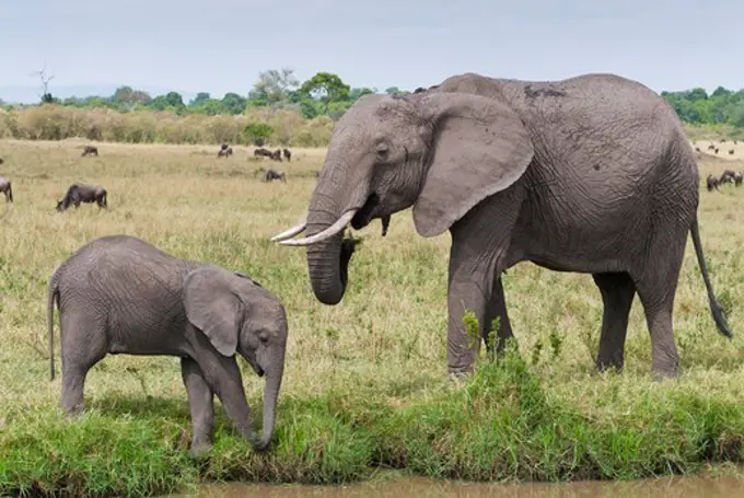 Kenya, Masai Mara National Reserve, Side view of African elephant (Loxodonta africana) and baby elephant