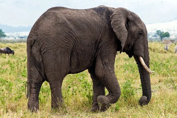 Kenya, Masai Mara National Reserve, Side view of African elephant (Loxodonta africana)