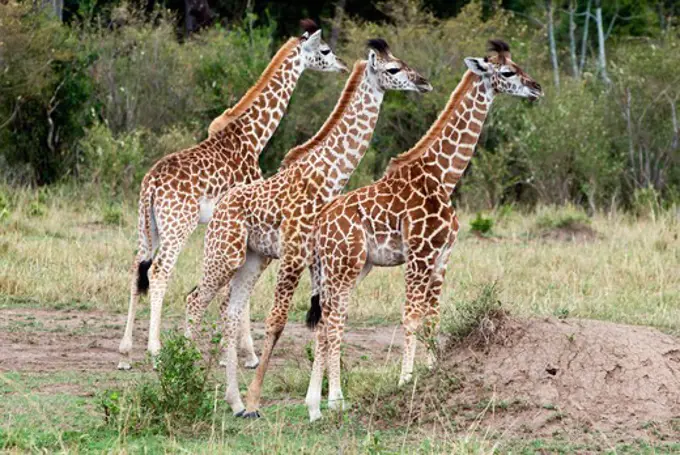 Kenya, Masai Mara National Reserve, Three young Giraffes (Giraffa camelopardalis) standing on field