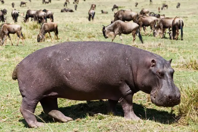 Kenya, Masai Mara National Reserve, Side view of Hippopotamus (Hippopotamus amphibius)