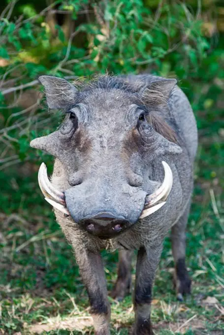 Kenya, Masai Mara National Reserve, Front view of Warthog (Phacochoerus aethiopicus)