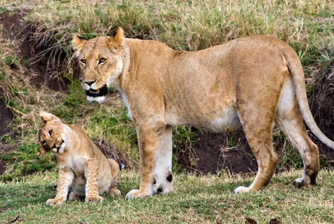 Kenya, Masai Mara National Reserve, Lion cub with lioness (Panthera leo)