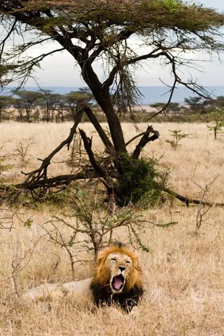 Kenya, Masai Mara National Reserve, Lion (Panthera leo) lying on field