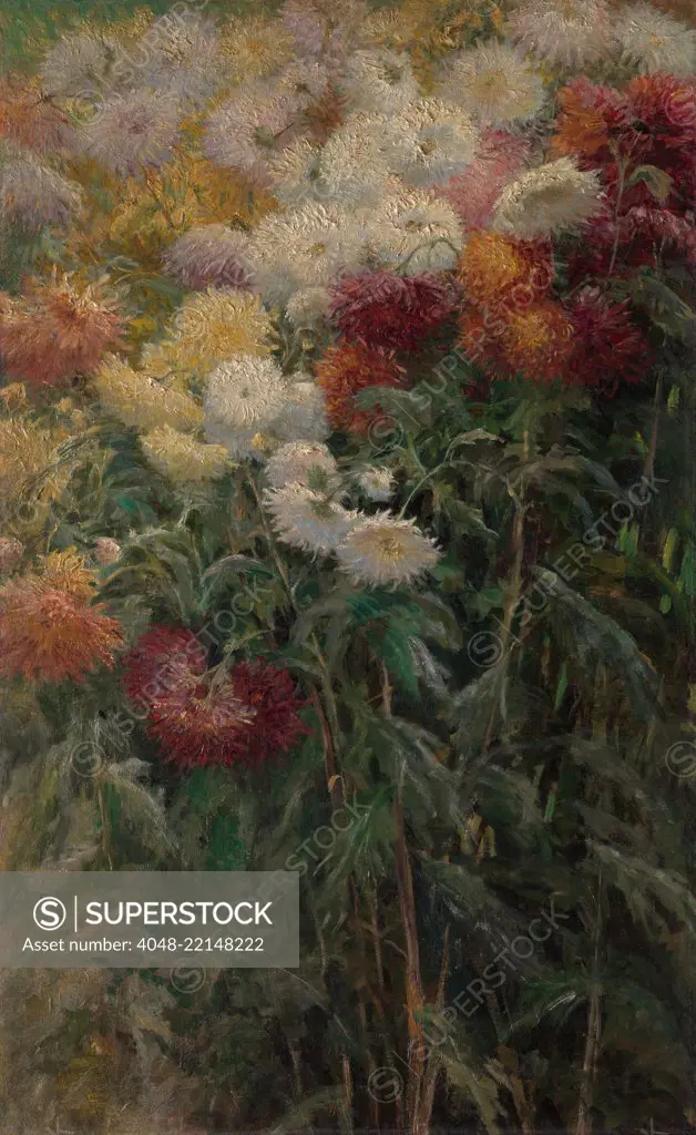 Chrysanthemums in the Garden, by Gustave Caillebotte, 1893, French impressionist painting, oil on canvas. Caillebotte showed with the Impressionists and supported them with his personal wealth (BSLOC_2017_3_168)