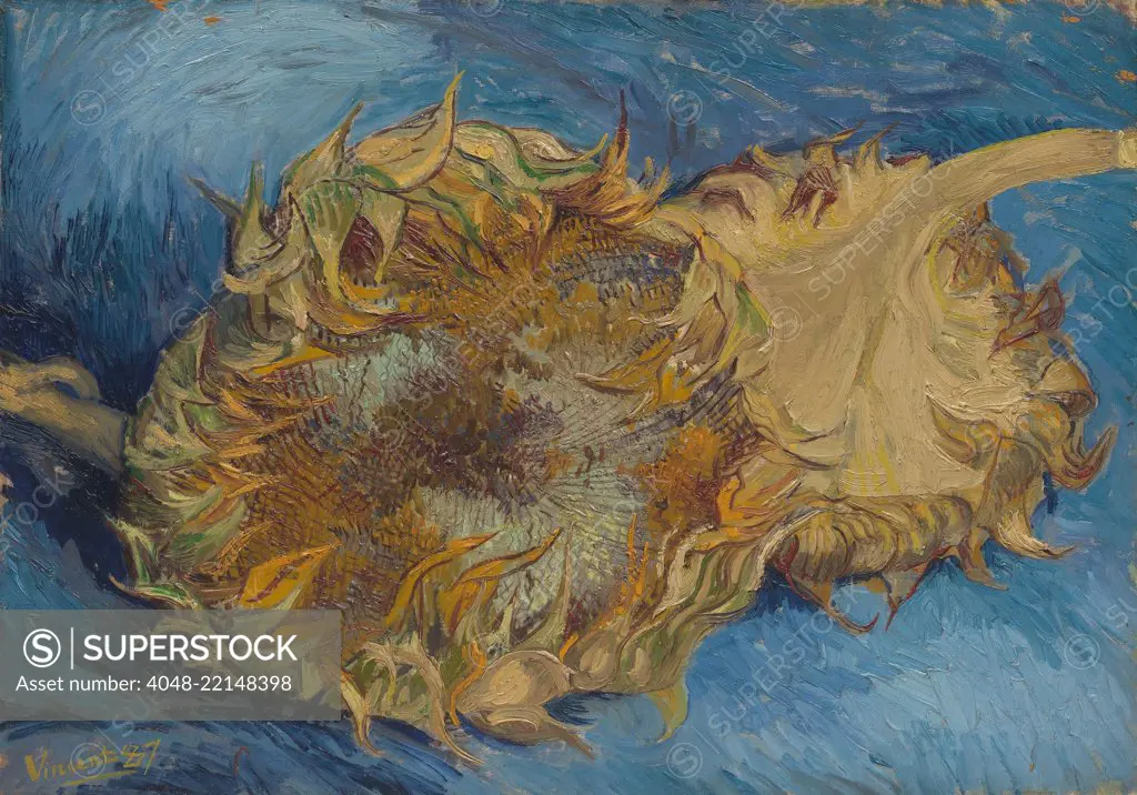 Sunflowers, by Vincent Van Gogh, 1887, Dutch Post-Impressionist, oil on canvas. The strong contrast of complementary colors, orange and blue, is amplified by rhythmic impasto paint application (BSLOC_2017_5_38)