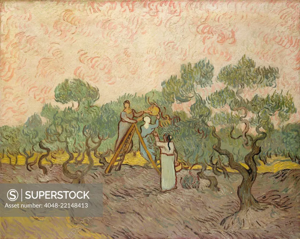 Women Picking Olives, by Vincent Van Gogh, 1889, Dutch Post-Impressionist, oil on canvas. Of the three versions made of this motif, this last one, is most stylized (BSLOC_2017_5_51)