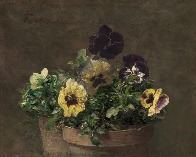 Potted Pansies, by Henri Fantin-Latour, 1883, French impressionist painting, oil on canvas. This is a small painting, measuring only 11  13 1/2 inches (BSLOC_2017_3_152)