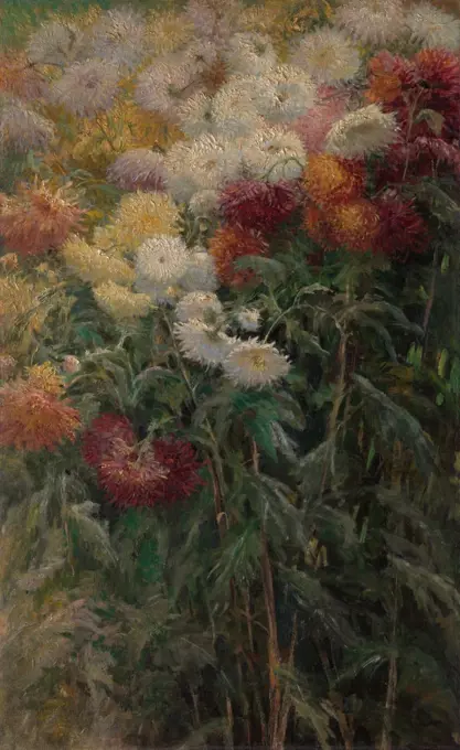 Chrysanthemums in the Garden, by Gustave Caillebotte, 1893, French impressionist painting, oil on canvas. Caillebotte showed with the Impressionists and supported them with his personal wealth (BSLOC_2017_3_168)