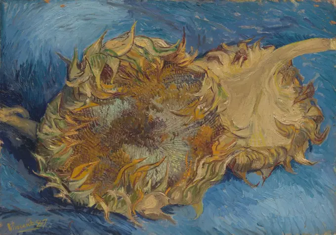 Sunflowers, by Vincent Van Gogh, 1887, Dutch Post-Impressionist, oil on canvas. The strong contrast of complementary colors, orange and blue, is amplified by rhythmic impasto paint application (BSLOC_2017_5_38)