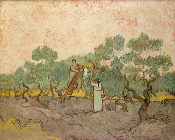 Women Picking Olives, by Vincent Van Gogh, 1889, Dutch Post-Impressionist, oil on canvas. Of the three versions made of this motif, this last one, is most stylized (BSLOC_2017_5_51)