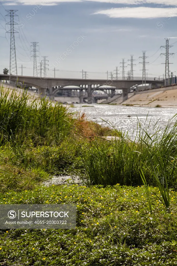 Plants growing on river bed of Los Angeles River near the Confluence, Los Angeles, California, USA