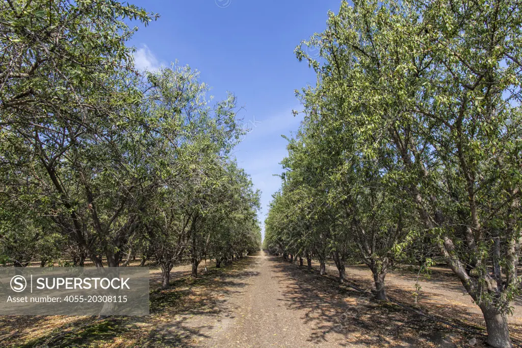 Almond Orchard, Tulare County, San Joaquin Valley, California, USA