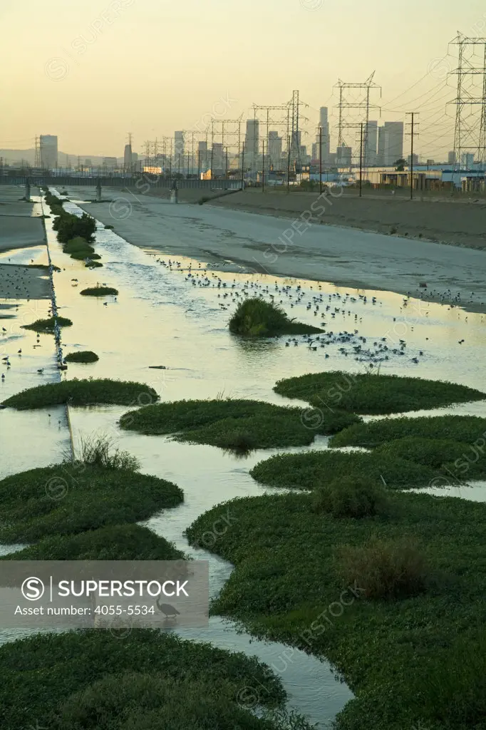 Los Angeles River with waterfowl, south of downtown Los Angeles. Bell, Los Angeles, California, USA