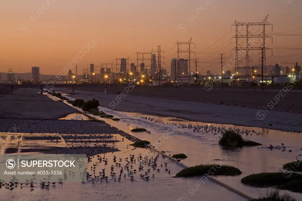 Los Angeles River with waterfowl, south of downtown Los Angeles. Bell, Los Angeles, California, USA