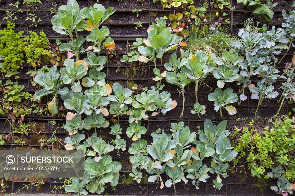 The Edible Garden wall created by Urban Farming for the Weingart Center on skid row in downtown Los Angeles. The vertical garden contains broccoli, cauliflower, strawberries, collared greens, beans, peppers and more and is tended by the organization Urban Farming and homeless volunteers form the Weingart Center. Los Angeles, California, USA