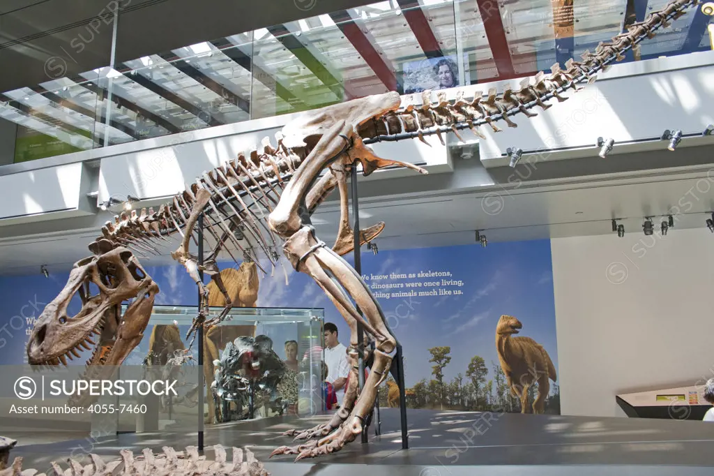 Young Tyrannosaurus Rex, Dinosaur Hall, Natural History Museum, Los Angeles, California, USA